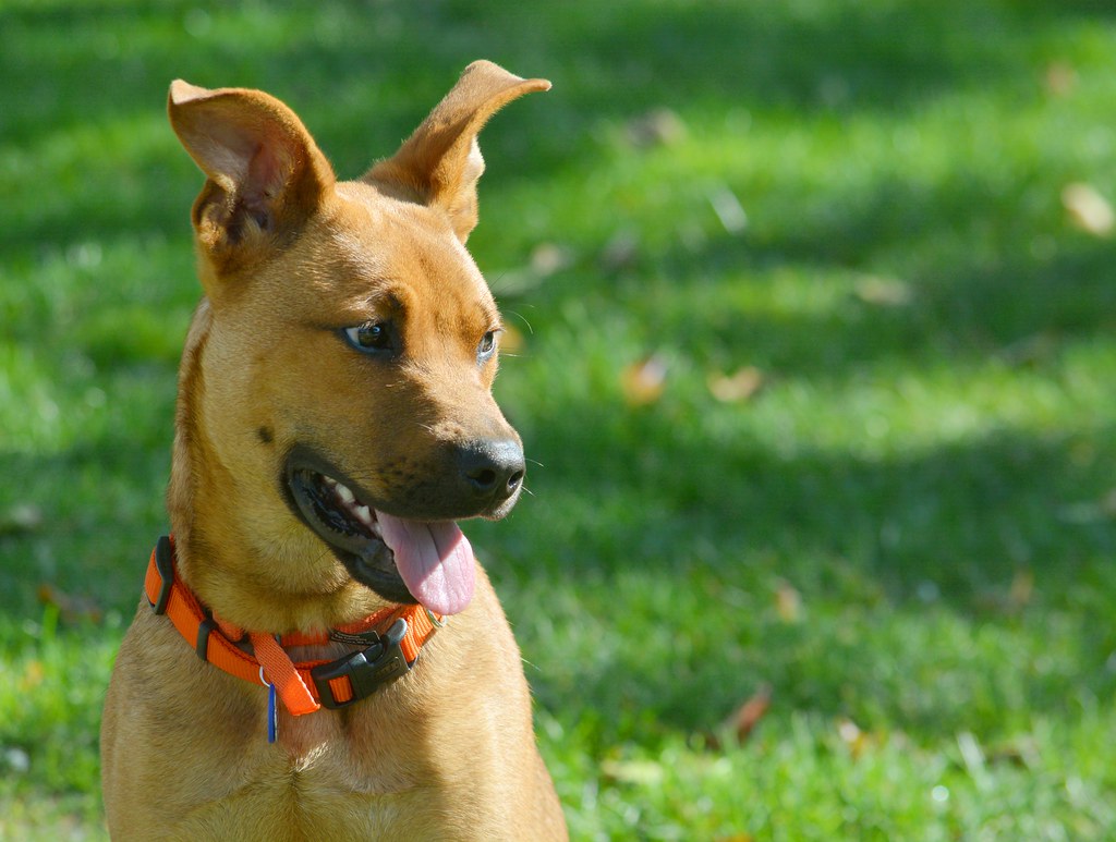 Ai Pets at Home UK